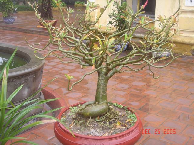 vietnam-hanoi029.JPG