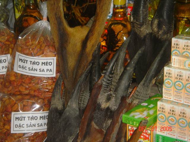 dried gecko