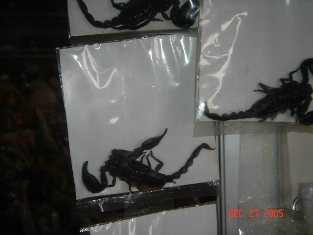 scorpions