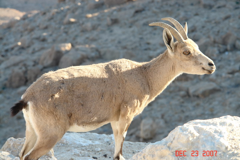 on way to eilat_06.JPG