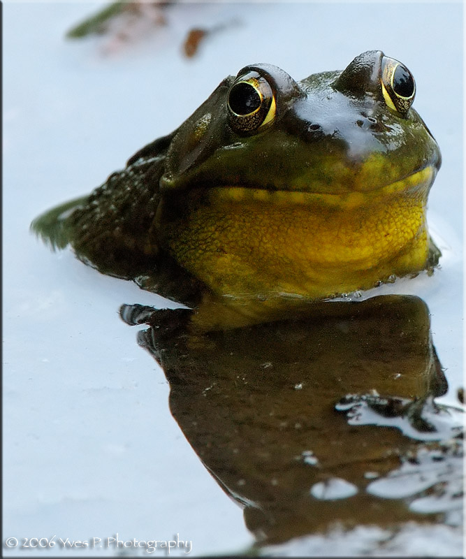 Upclose and personal with a Froggy ...