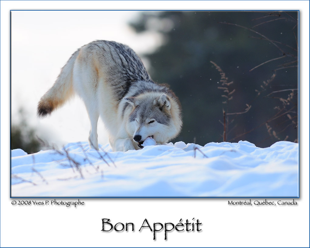 Bon Apptit ...
