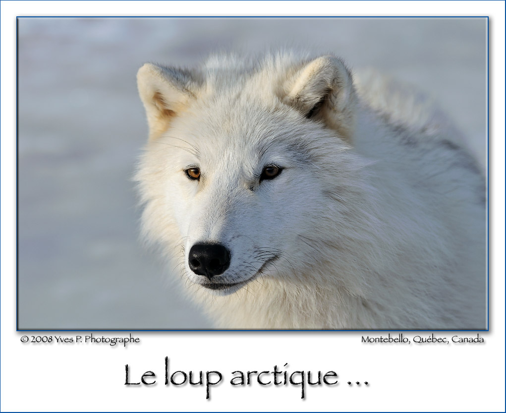 Artic Wolf ...