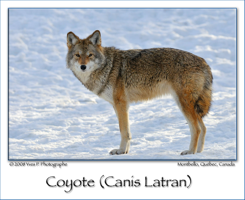 Canis Latran ...