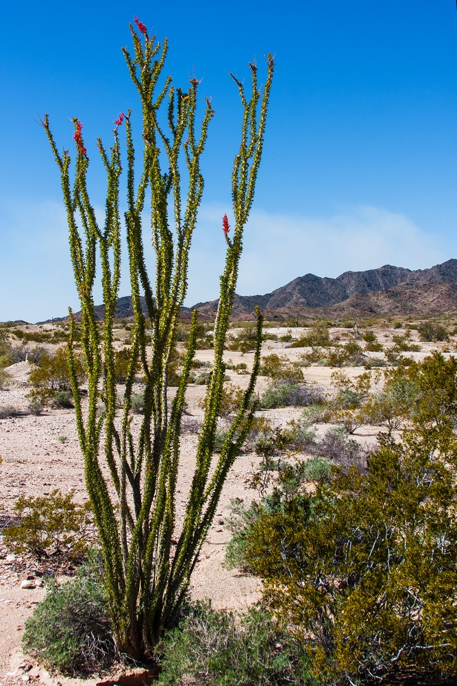 Ocotillo with a few early flowers