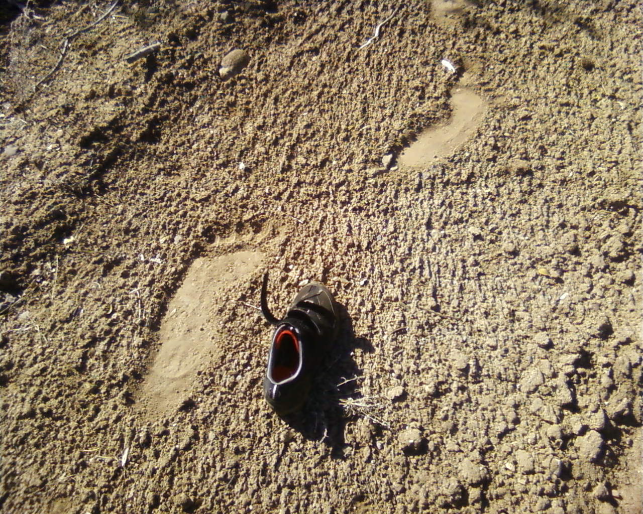 bigfoot2.jpg