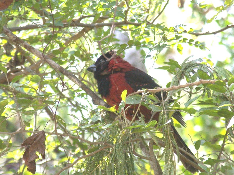 Crimson-collared Grosbeak, Frontera-Audubon, Weslaco