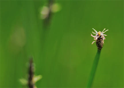 Grass Head in Green 22x28.jpg