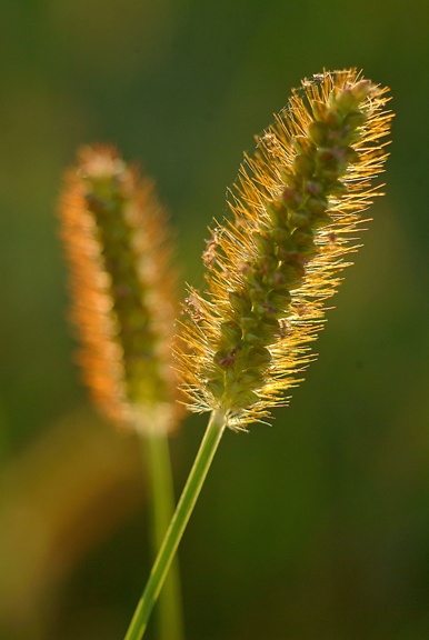 Grass.jpg