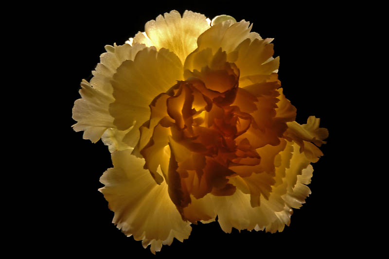 Carnation  ~  February 15  [7]