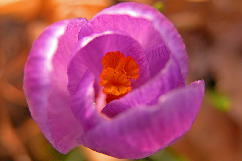 Second Flower of Spring  ~  April 11  [7]