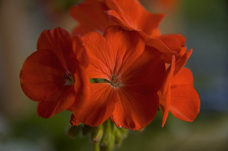 Geranium  ~  May 27  [6]