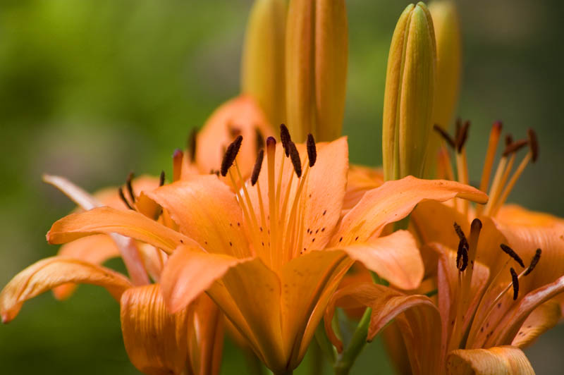 Asiatic Lily  ~  June 24