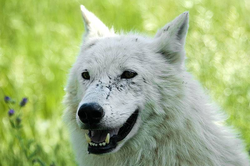 Artic Wolf