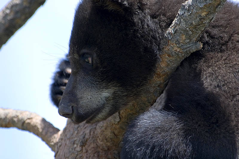 Bear Cub V