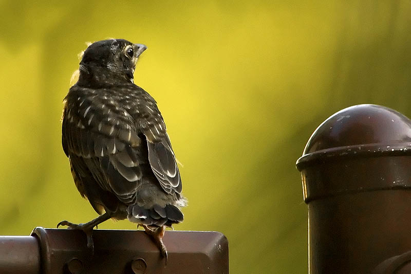 Young Robin 2  ~  July 30  [21]