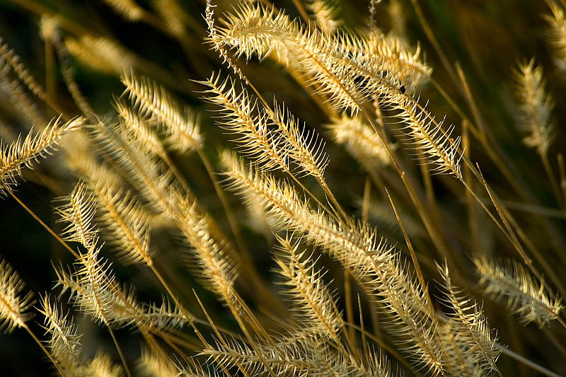 Native Grasses  ~  August 19  [11]