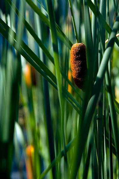 Cattails  ~ September 13  [15]