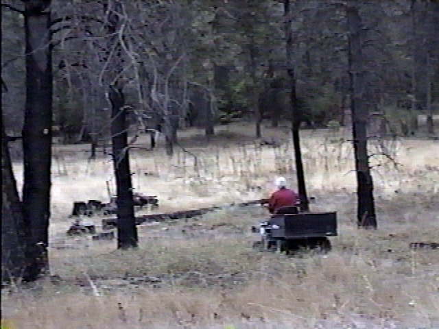 Opie going down steep embankment to get firewood at Kips.jpg