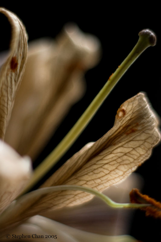 Stargazer Lily