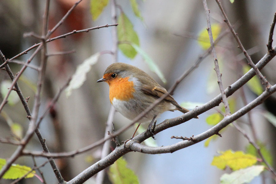 Rotkehlchen / Robin