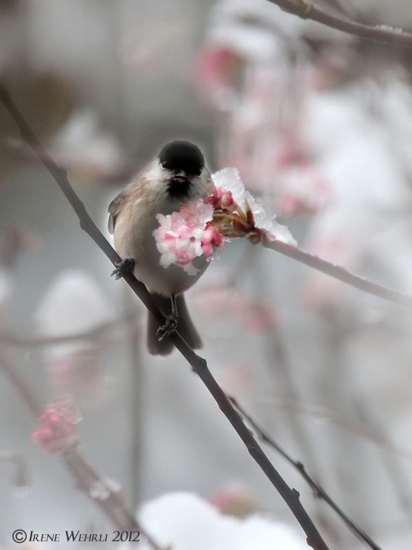 Sumpfmeise / Marsh Tit