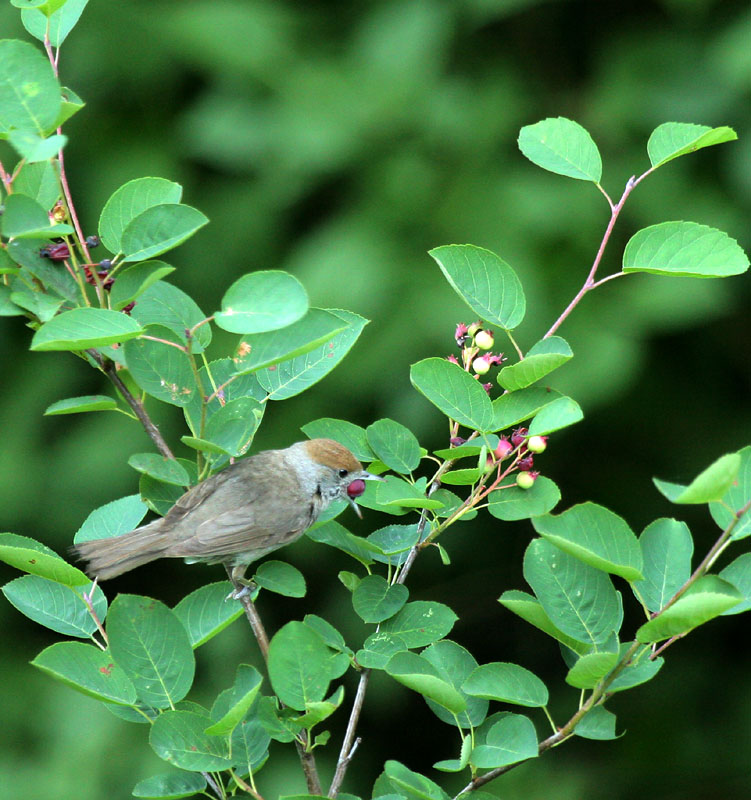 Mnchsgrasmcke/ Eurasian Blackcap