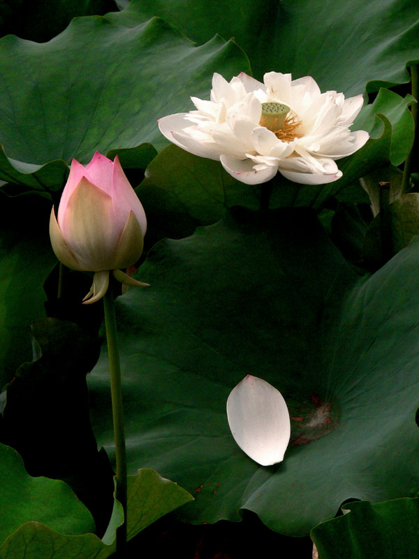 Loosing petal