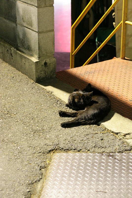 streetcats.JPG