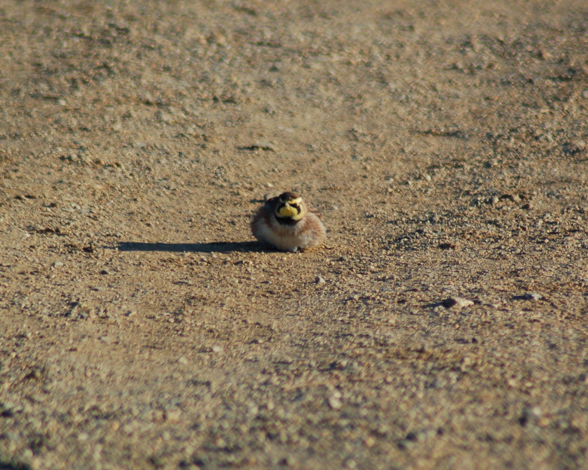 Horned Lark 1.jpg