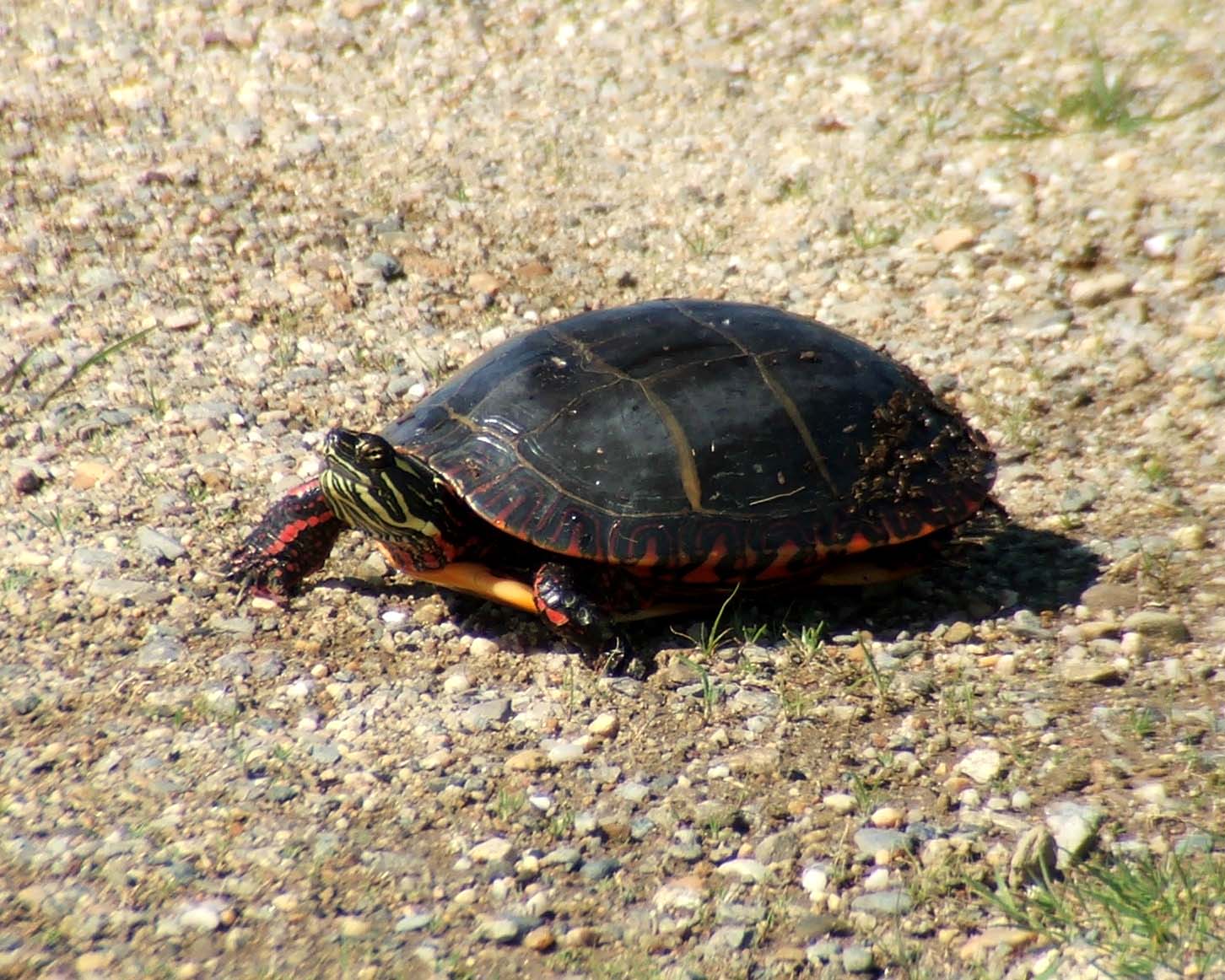 painted turtle Image0026.jpg