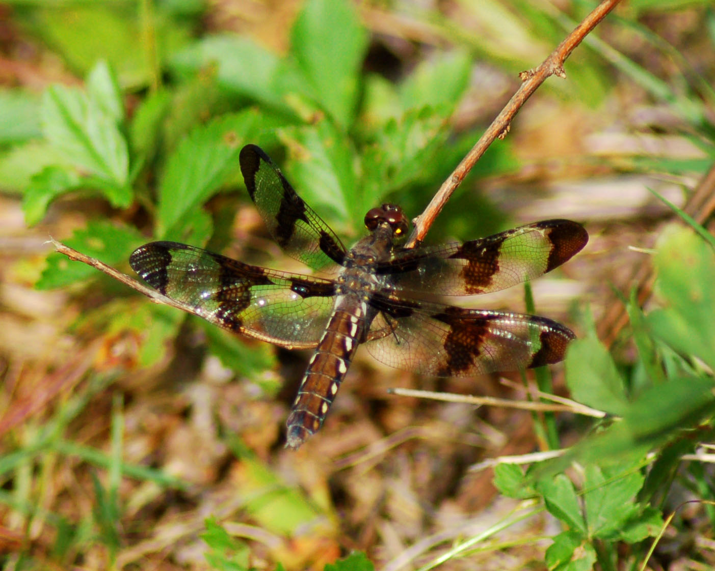 dragonfly 25.jpg