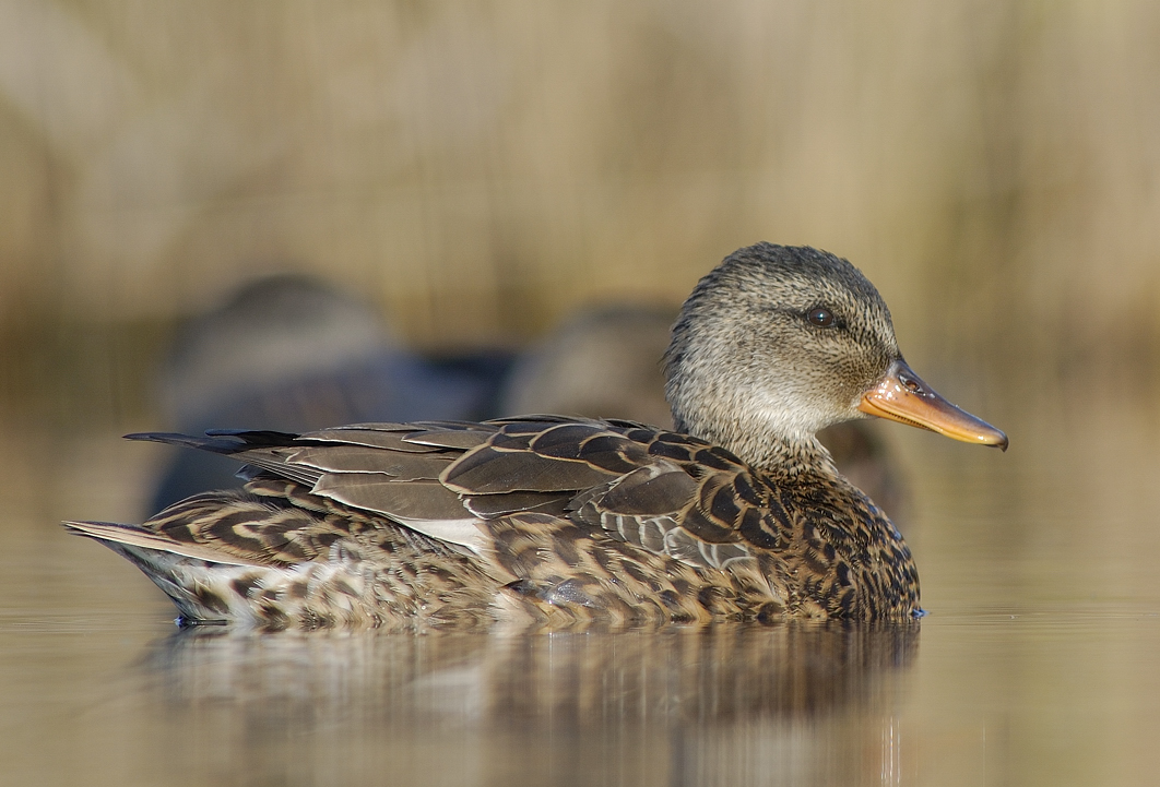 KRAKEEND gadwall