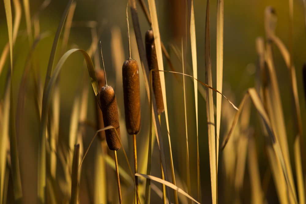 Cattails