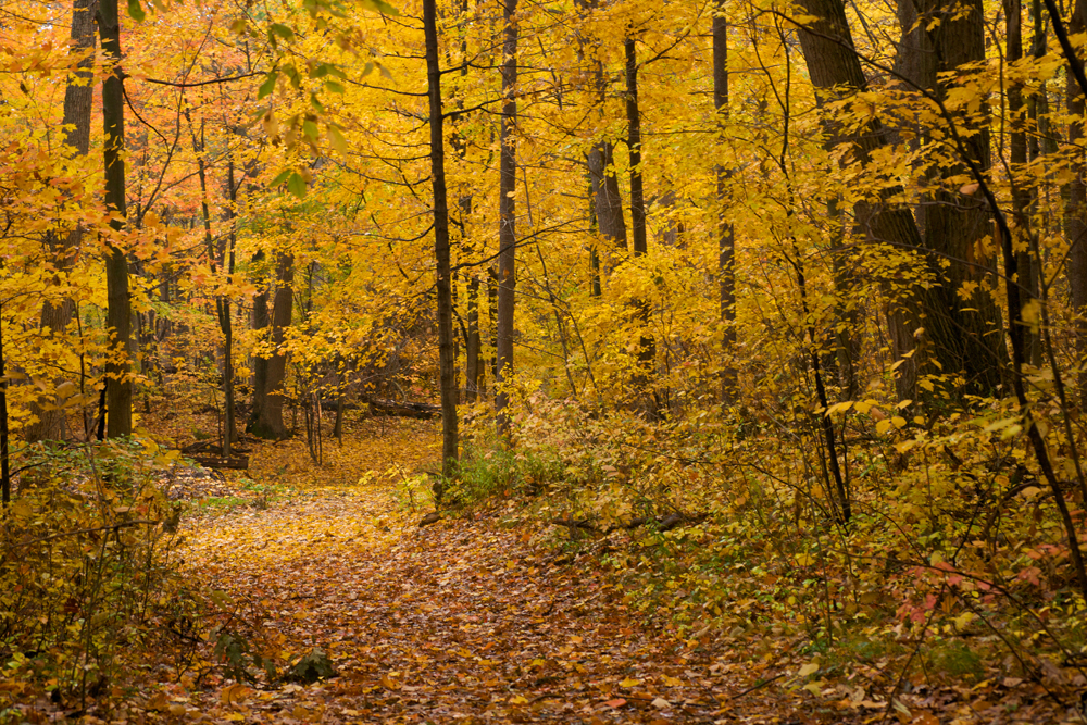 Golden Forest