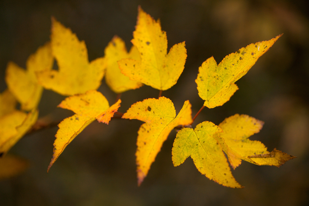 Yellow Leaves