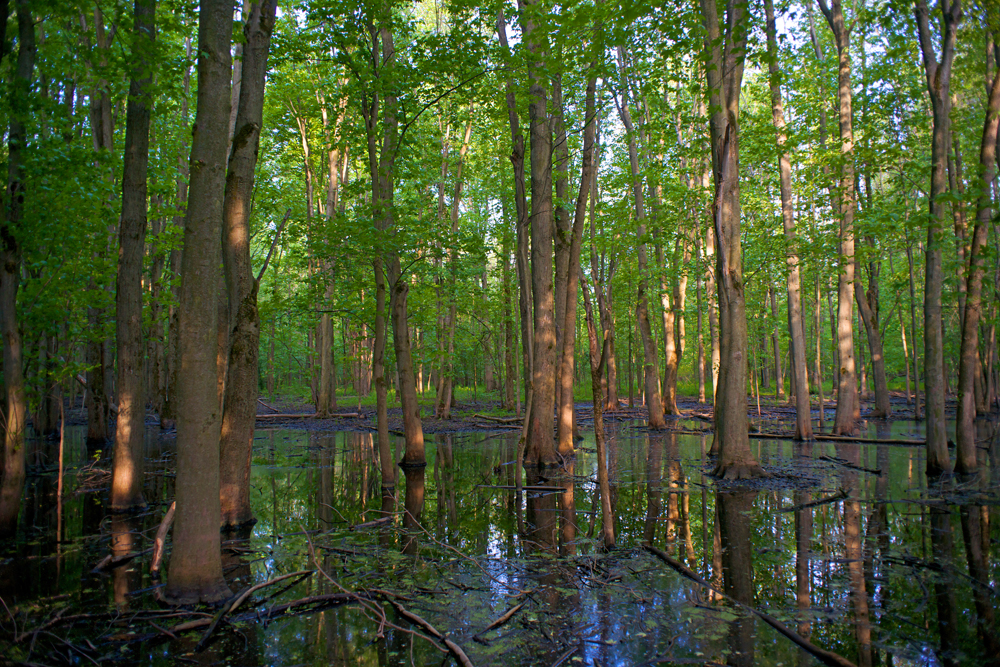 Swamp Forest
