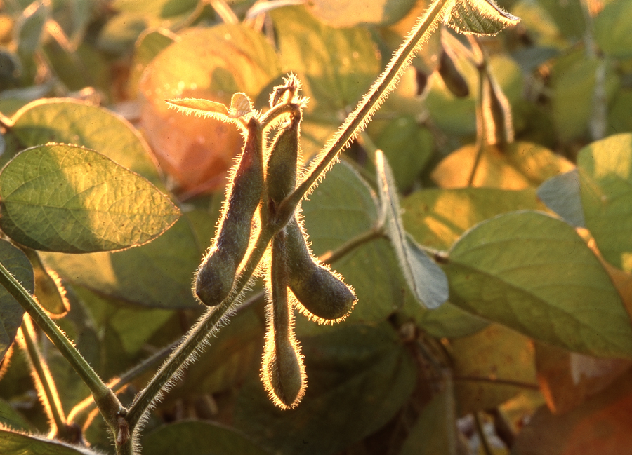 Backlit Soys