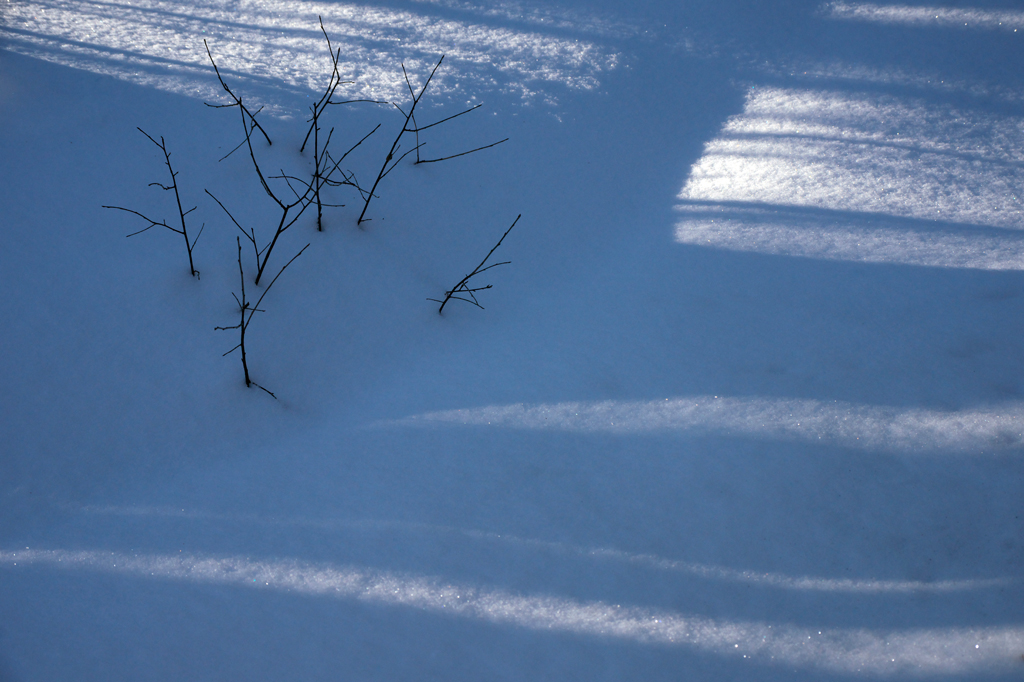 Snow twigs 2