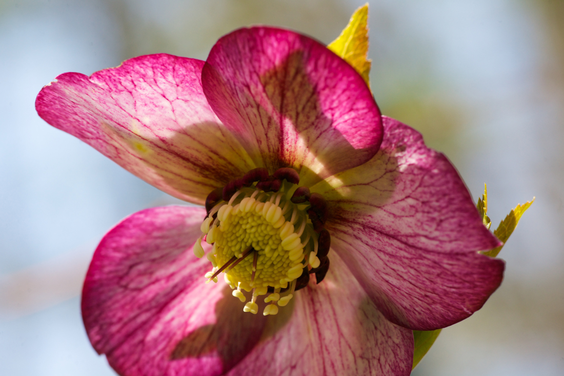 Hellebore