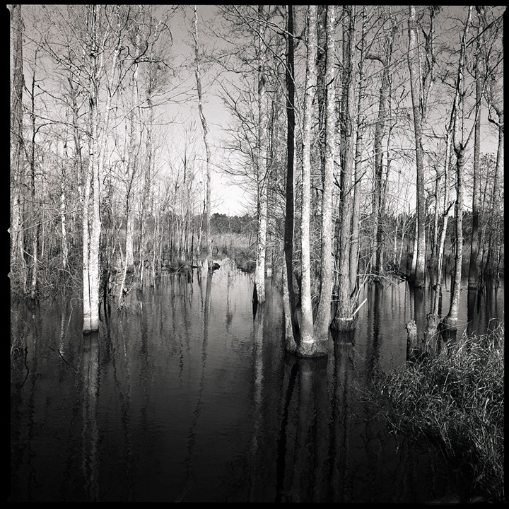 Black Water Cypress Swamp