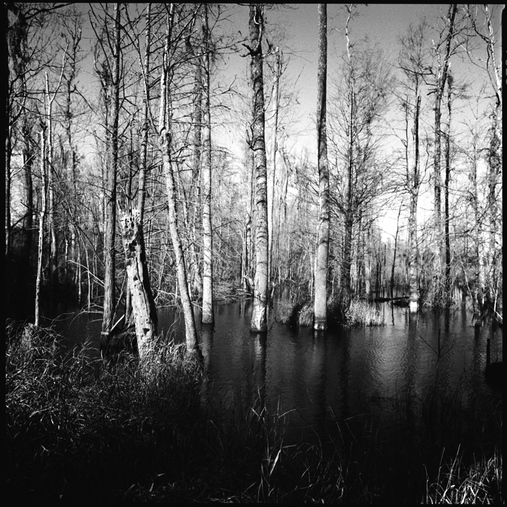 Black Water Cypress Swamp #2