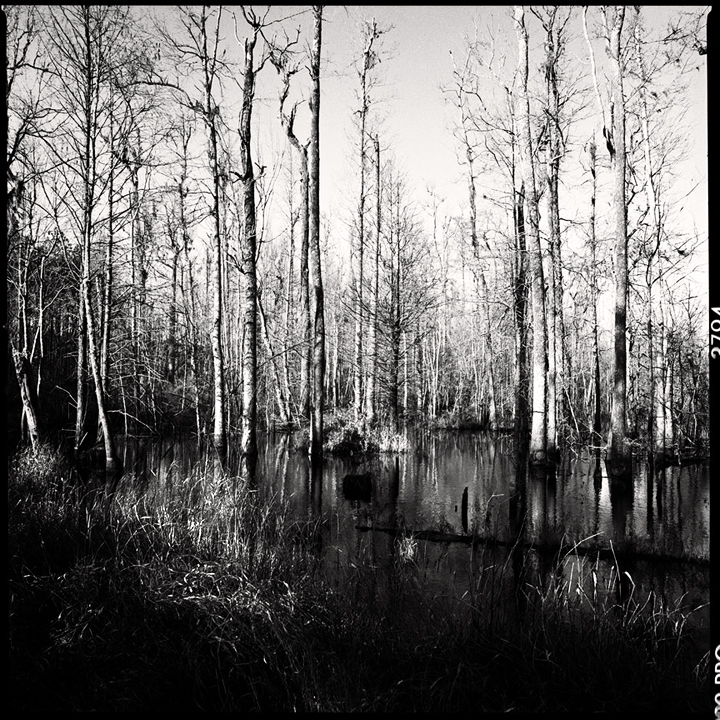 Black Water Cypress Swamp #5