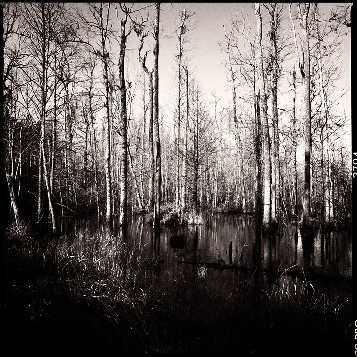 Swamp #5 Sepia