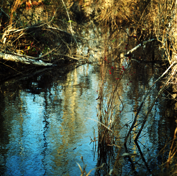 Swamp Berries