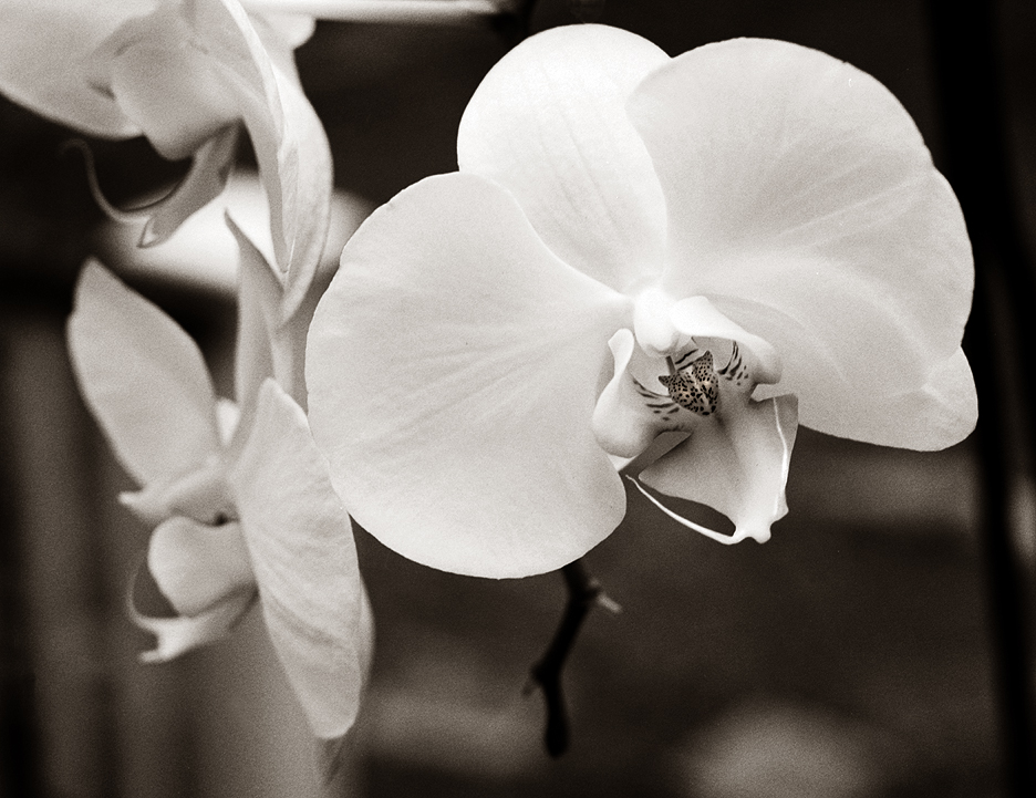 Orchid Study 3