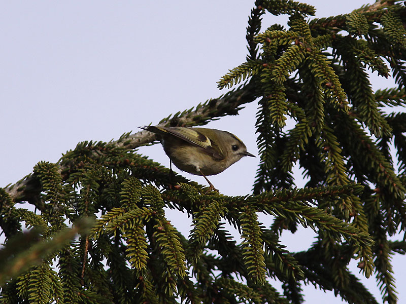 Kungsfgel - Goldcrest (Regulus regulus)