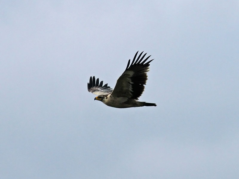 Stpprn - Steppe Eagle (Aquila nipalensis)