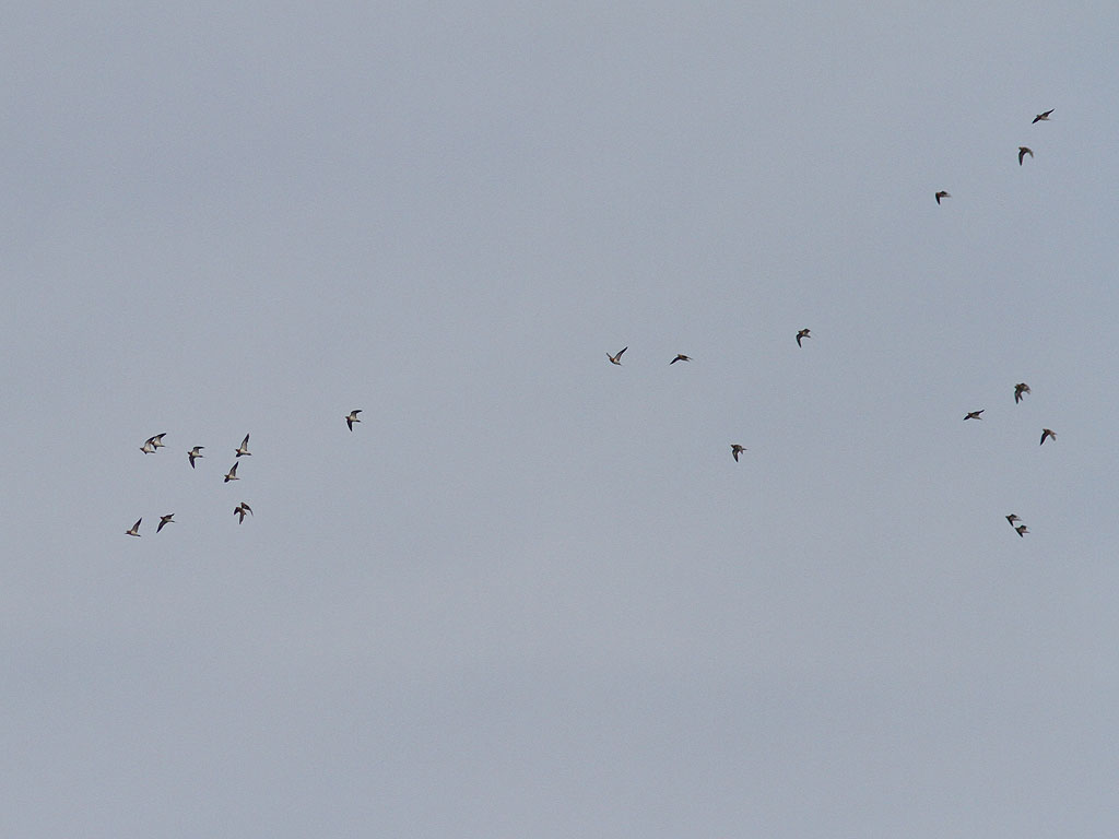 Vitbukig flyghna - Pin-tailed Sandgrouse (Pterocies alchata)