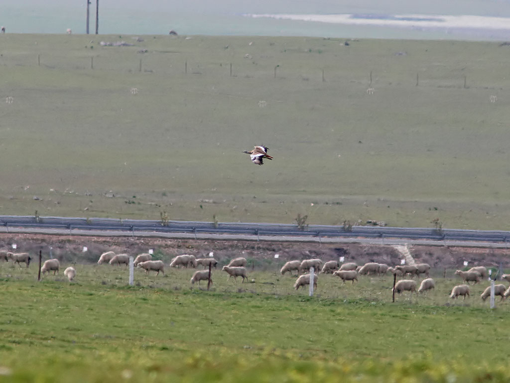 Stortrapp - Great Bustard (Otis tarda)